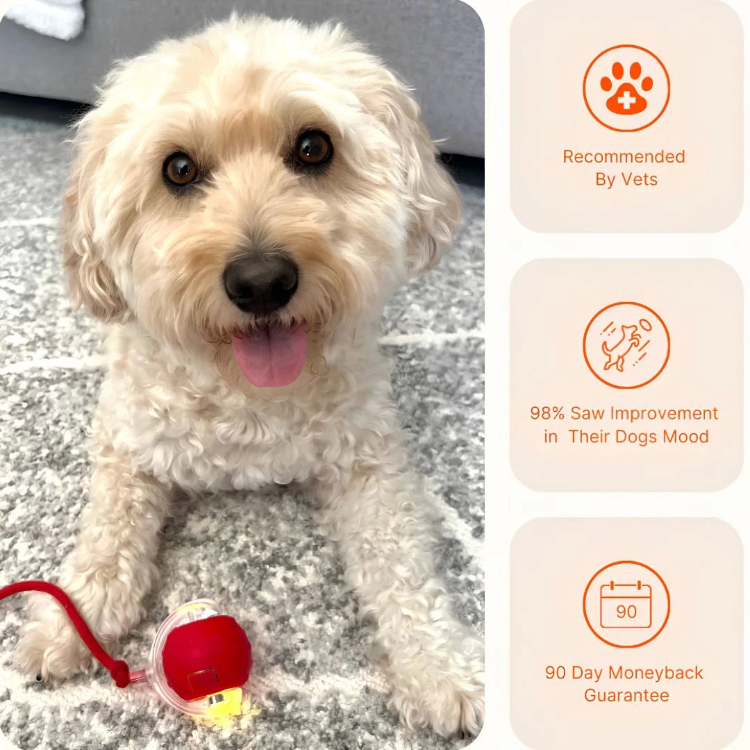 SkitterBall Interactive Pet Ball
