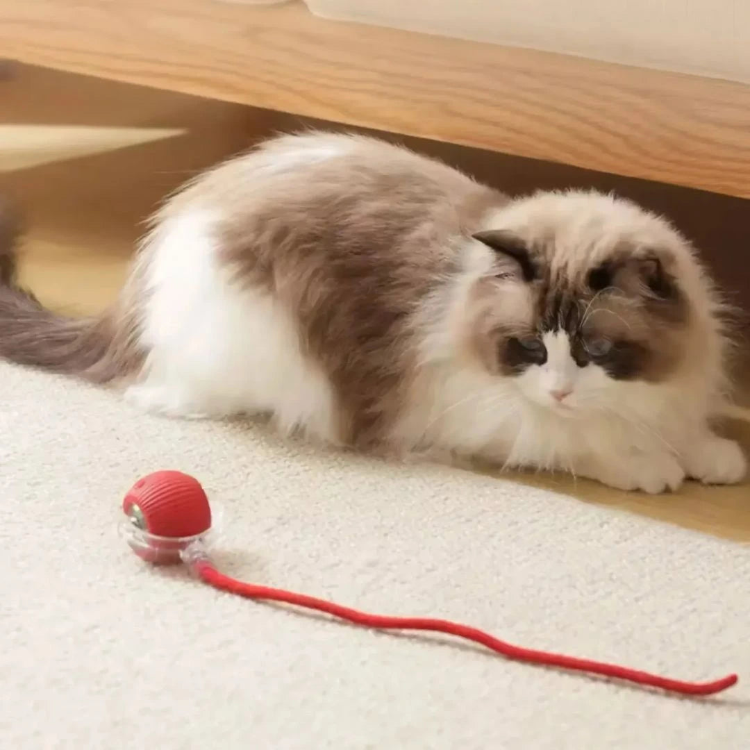 Cat chasing SkitterBall motion activated rolling ball toy on hardwood floor at home